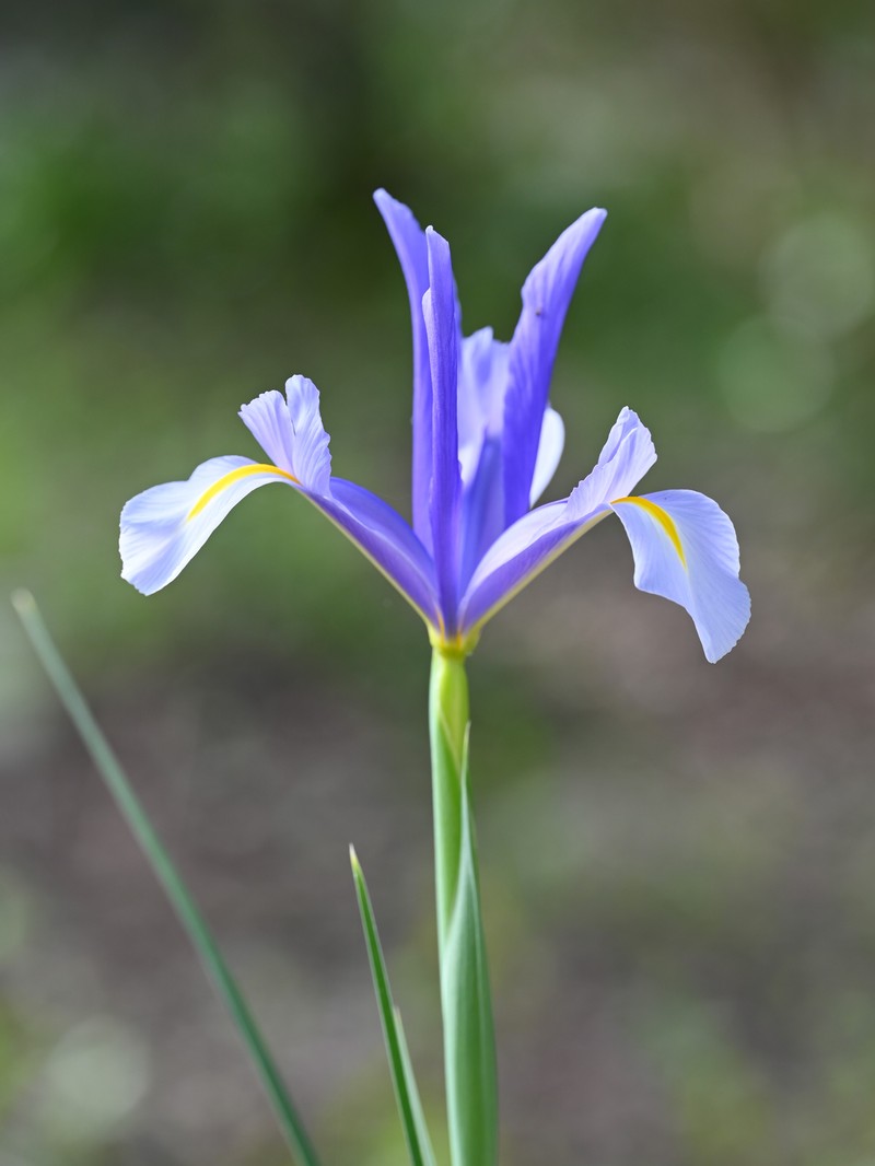 Spanish Iris photo 5