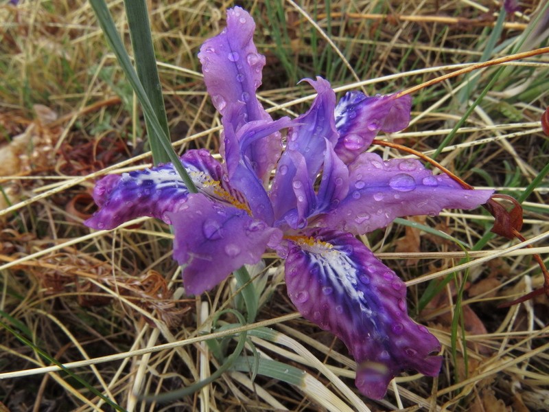 Iris ivanovae