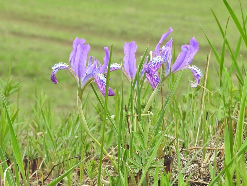 Iris ivanovae photo 2