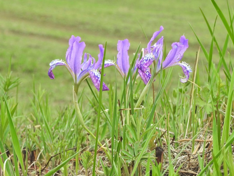 Iris ivanovae photo 3