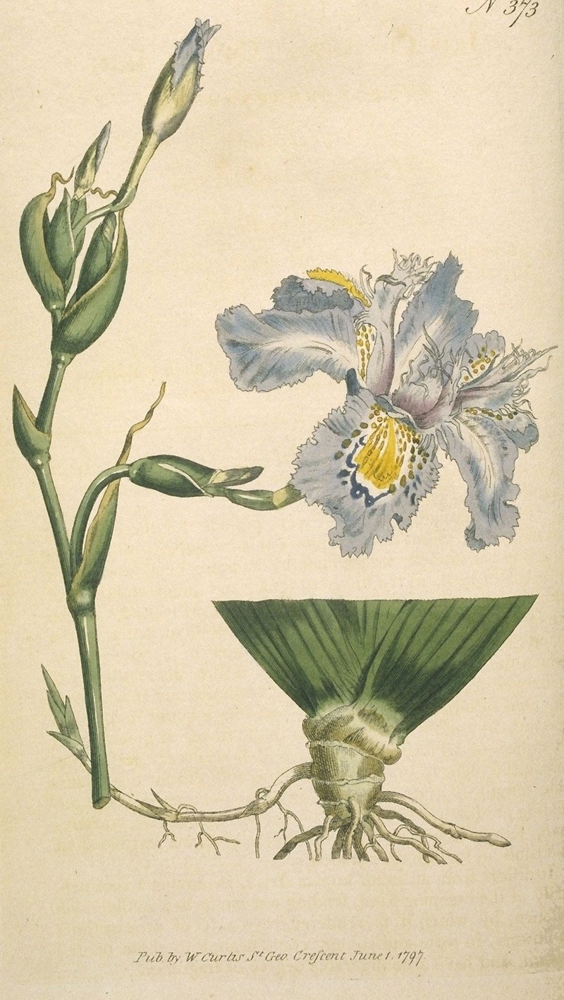 Iris japonica photo 2