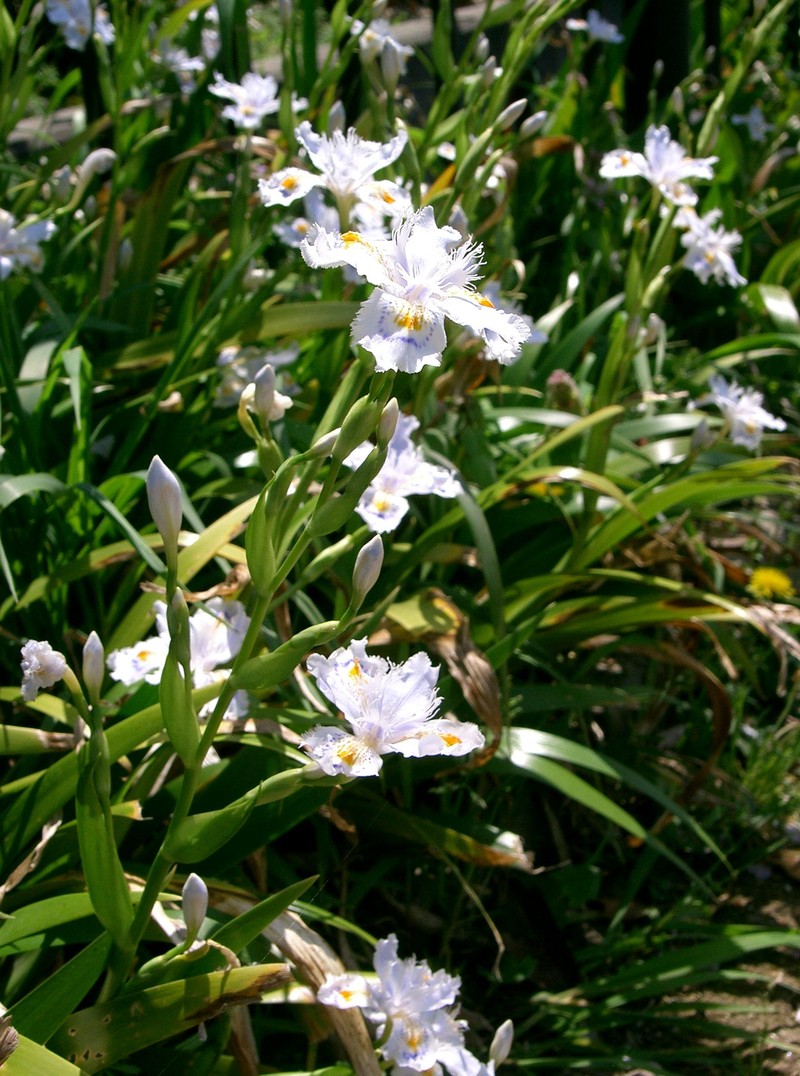 Iris japonica photo 3