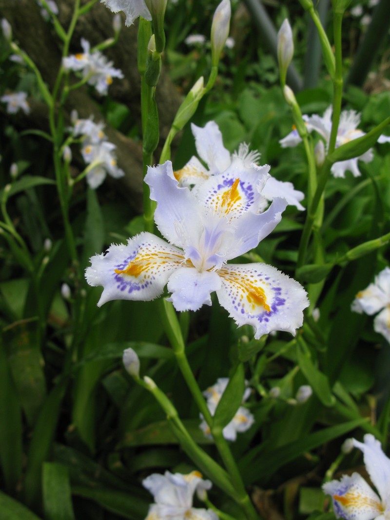 Iris japonica photo 4