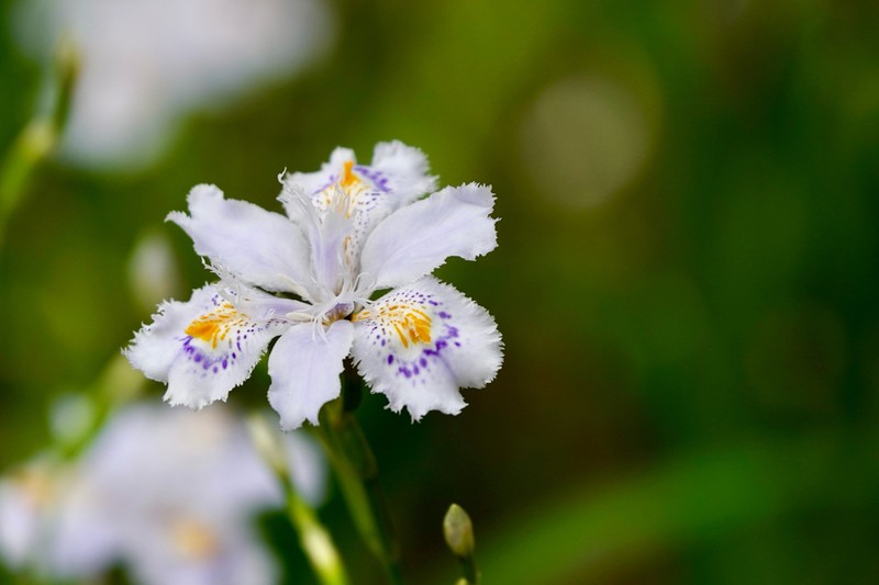 Iris japonica photo 5