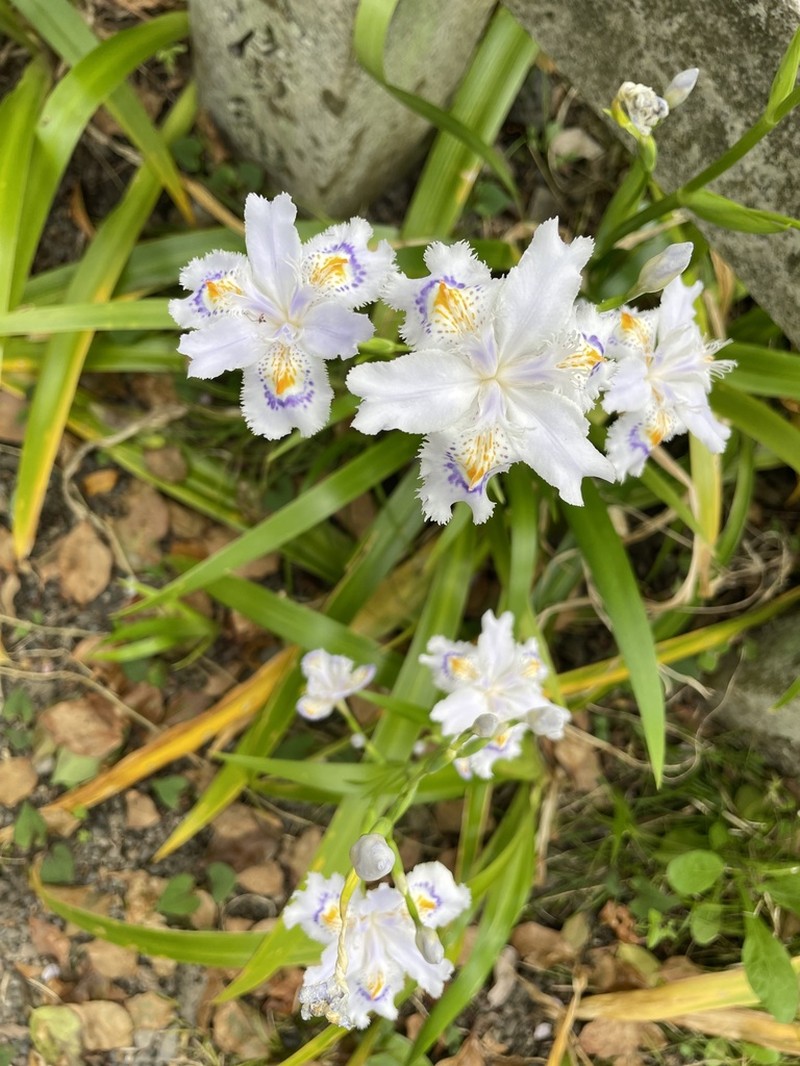 Iris japonica photo 6