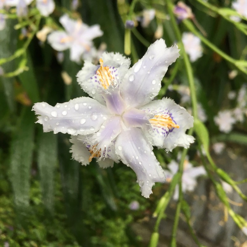 Iris japonica photo 7