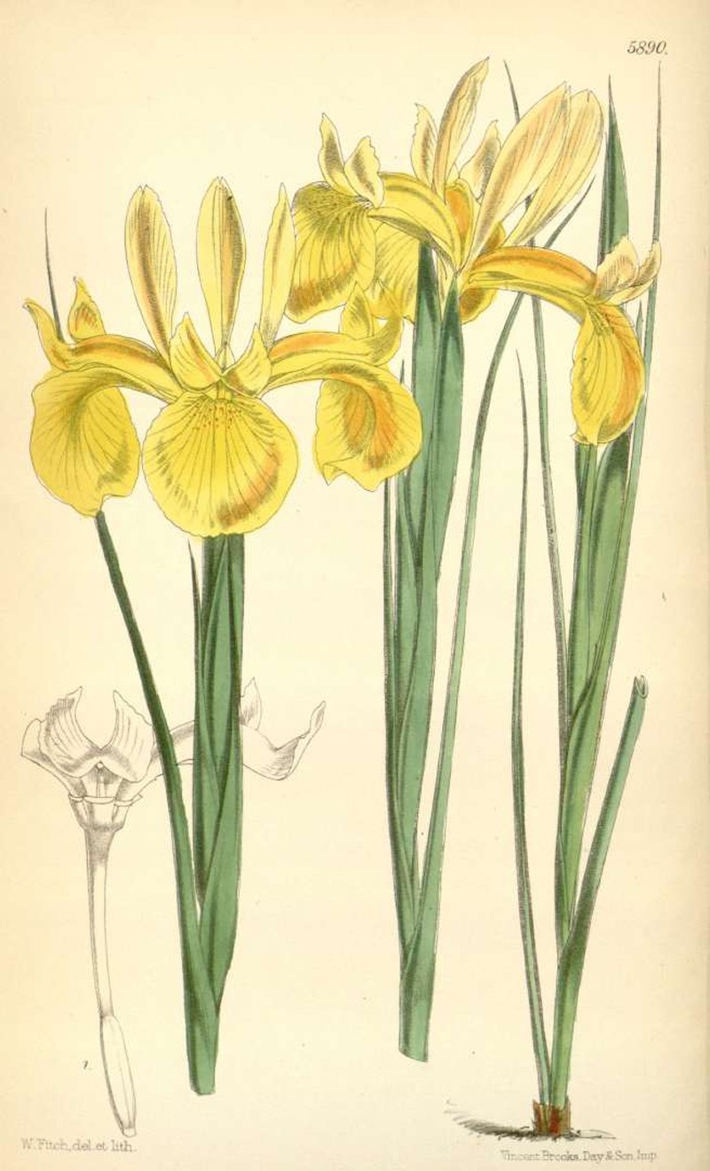 Iris juncea