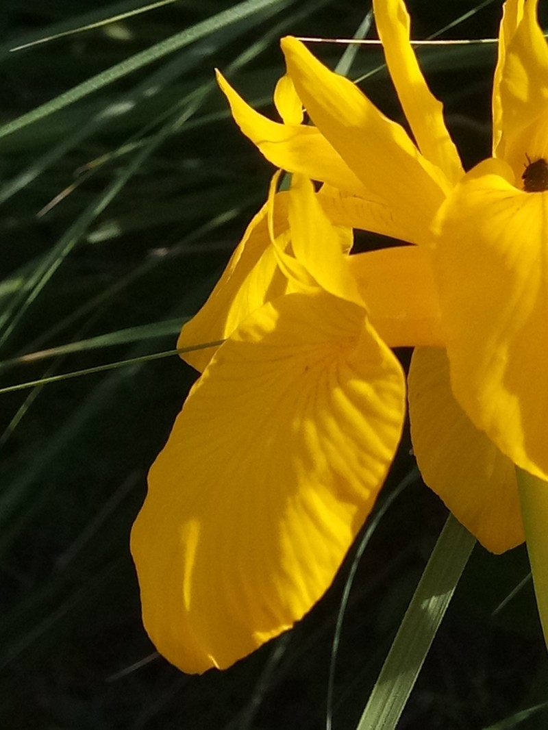 Iris juncea photo 2