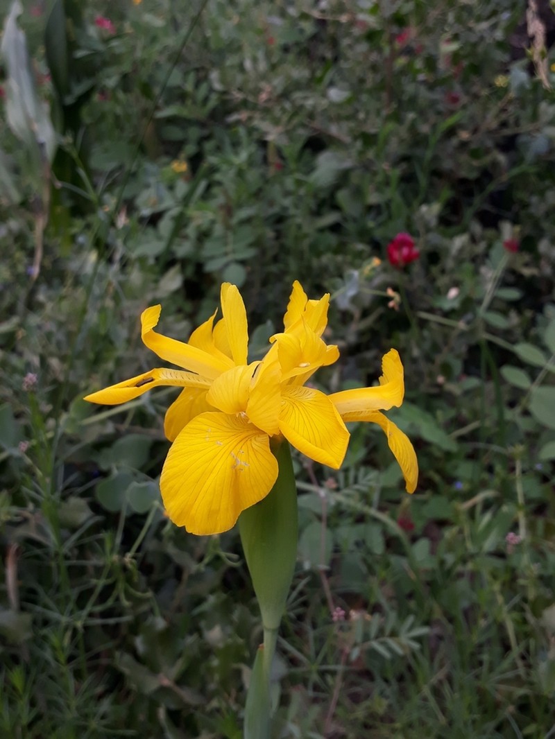 Iris juncea photo 3