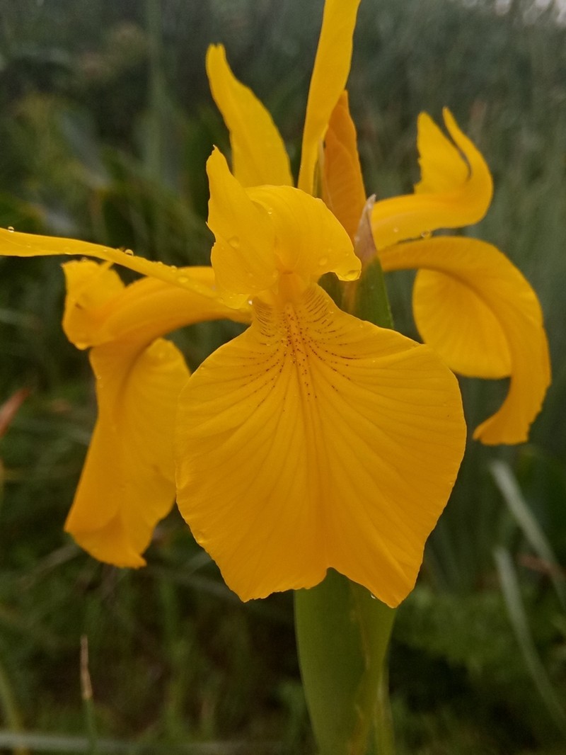 Iris juncea photo 4