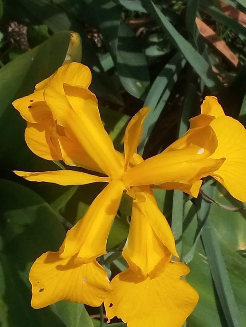 Iris juncea photo 5