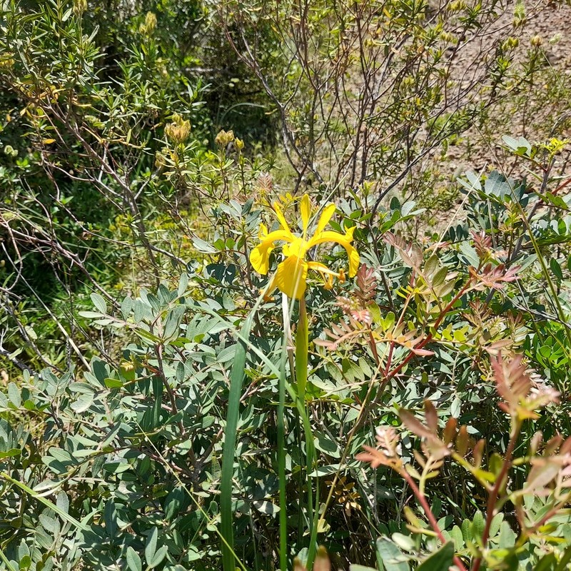 Iris juncea photo 6