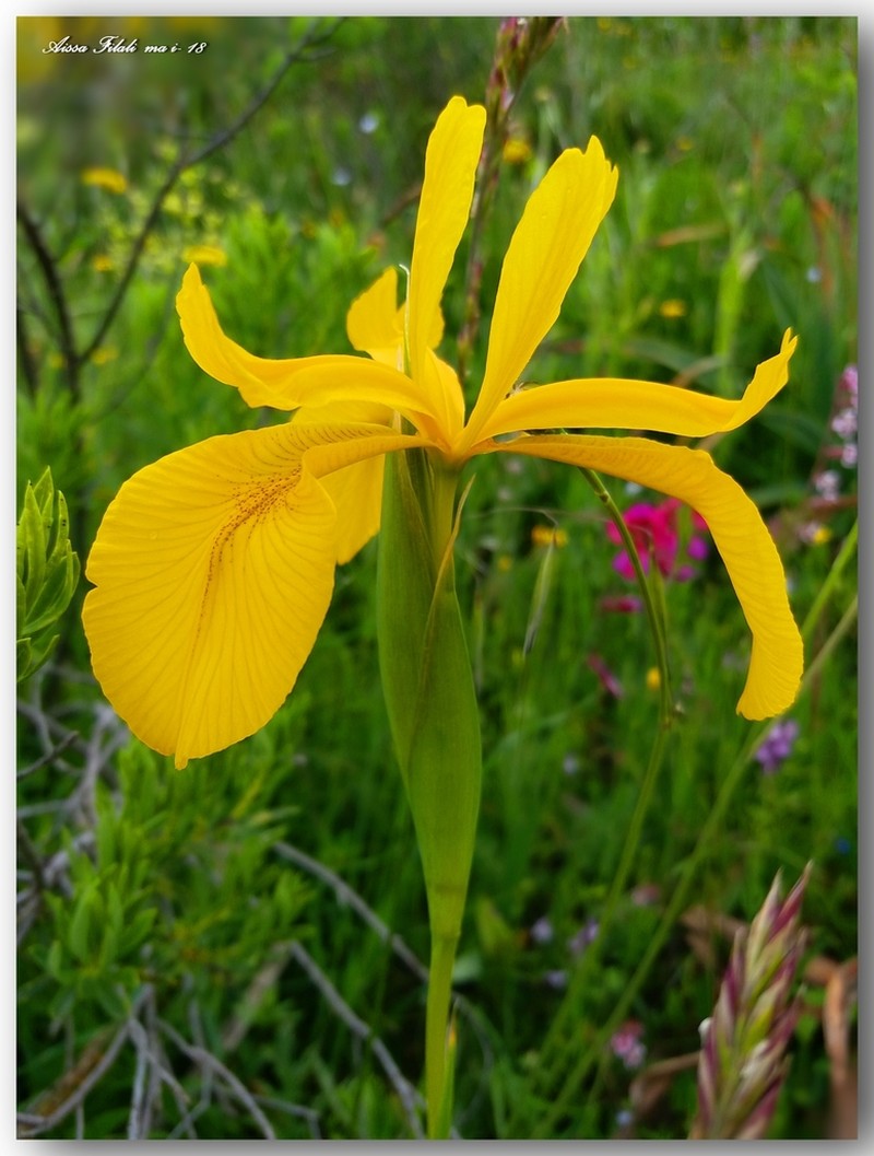 Iris juncea photo 7