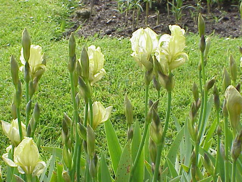 Iris junonia photo 2