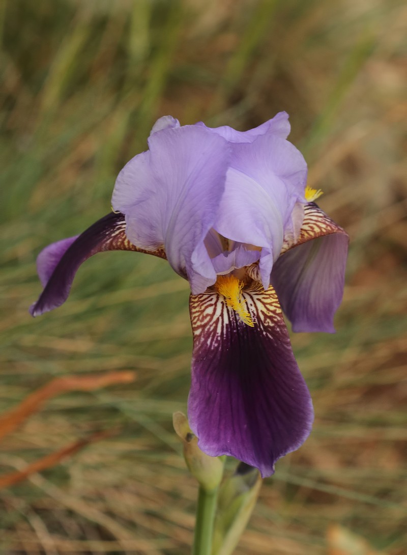 Iris junonia photo 3