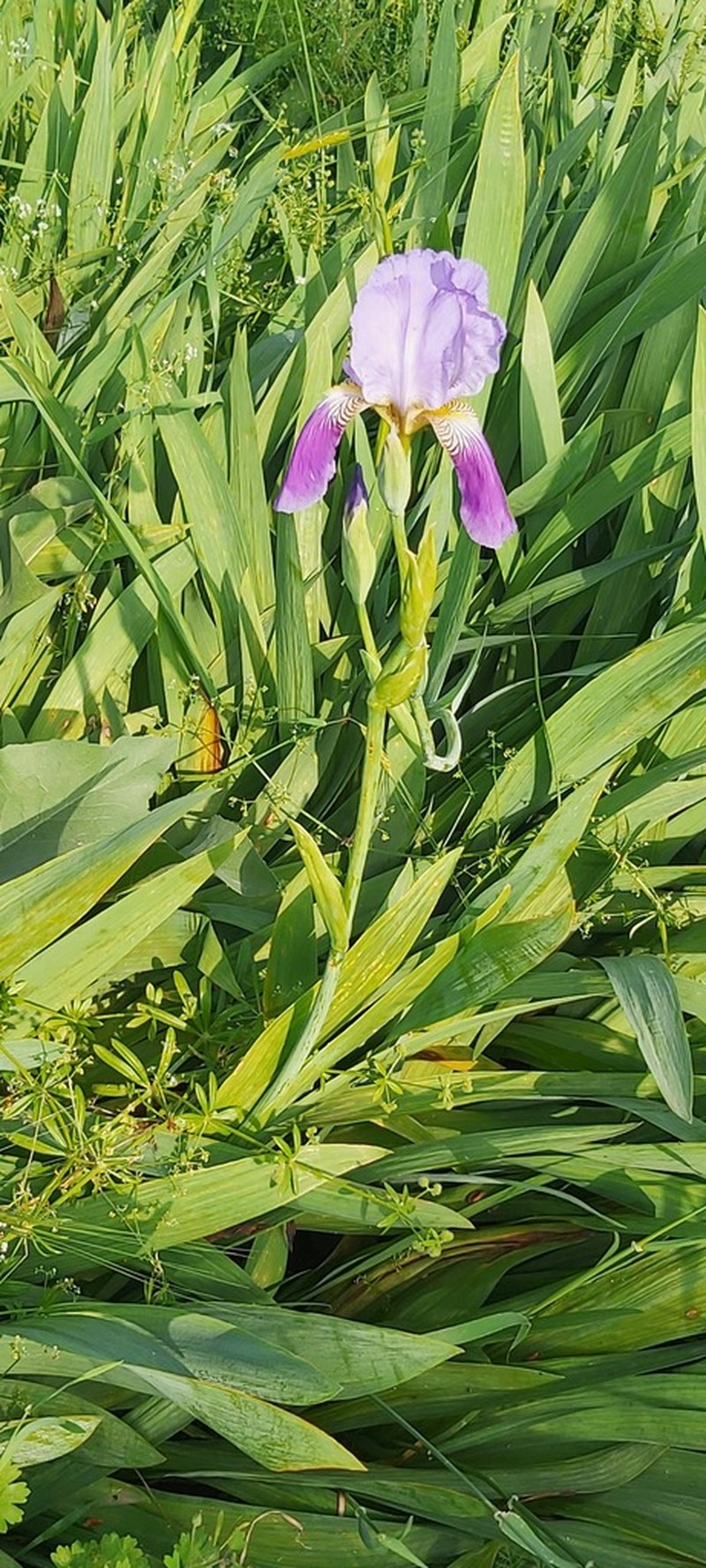 Iris junonia photo 4