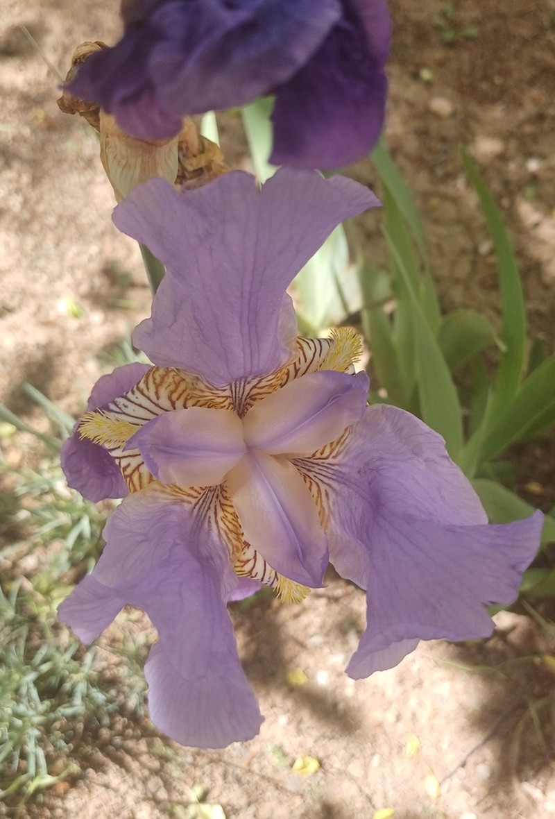 Iris junonia photo 6