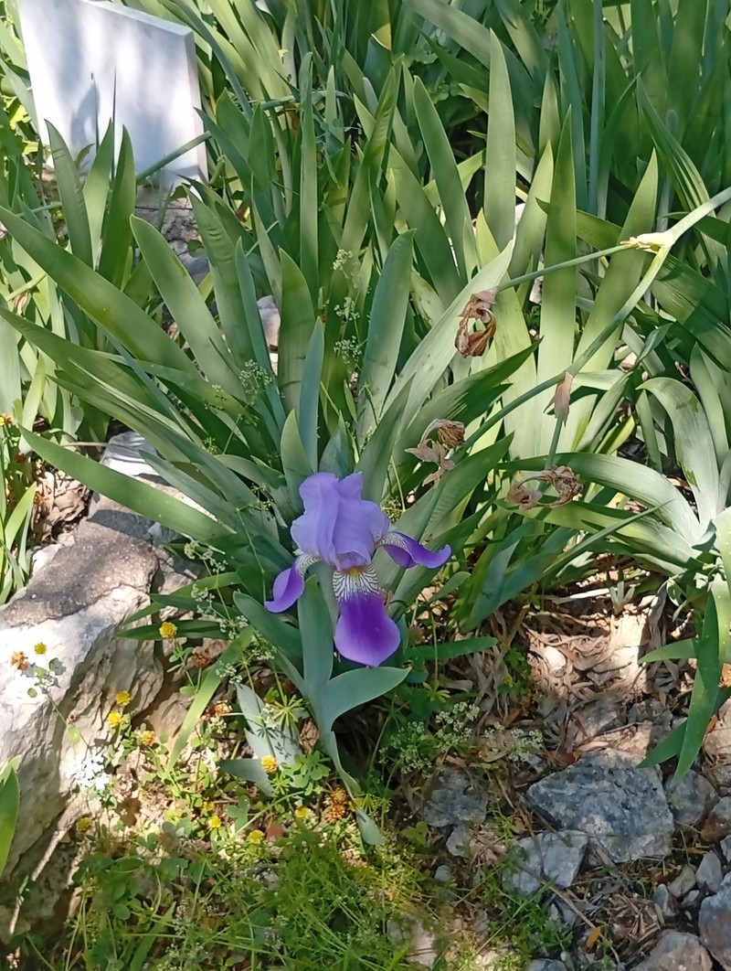 Iris junonia photo 7