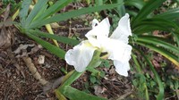 Iris kashmiriana