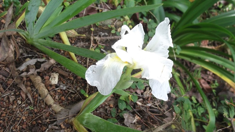 Iris kashmiriana