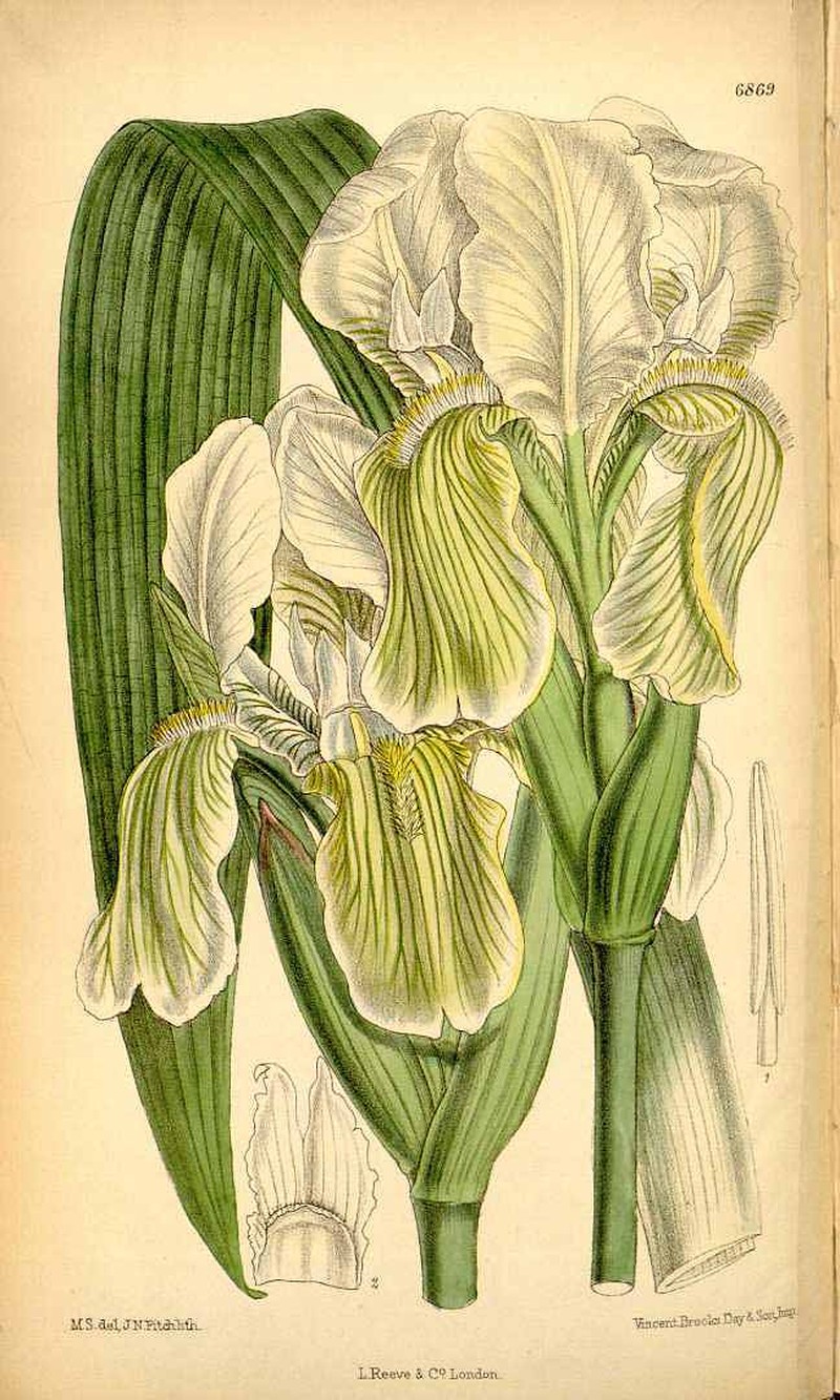 Iris kashmiriana photo 2