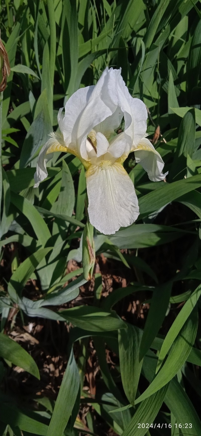 Iris kashmiriana photo 3