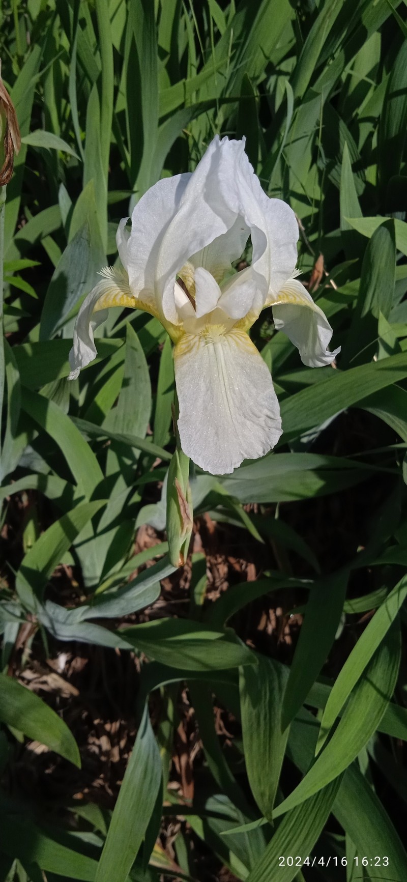Iris kashmiriana photo 4