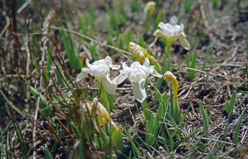 Iris kemaonensis