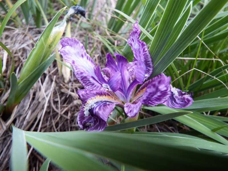 Iris kemaonensis photo 2
