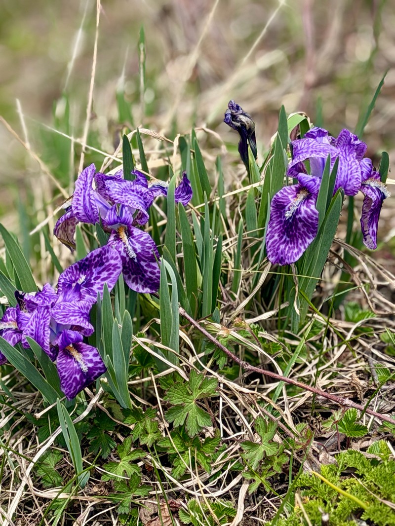 Iris kemaonensis photo 3