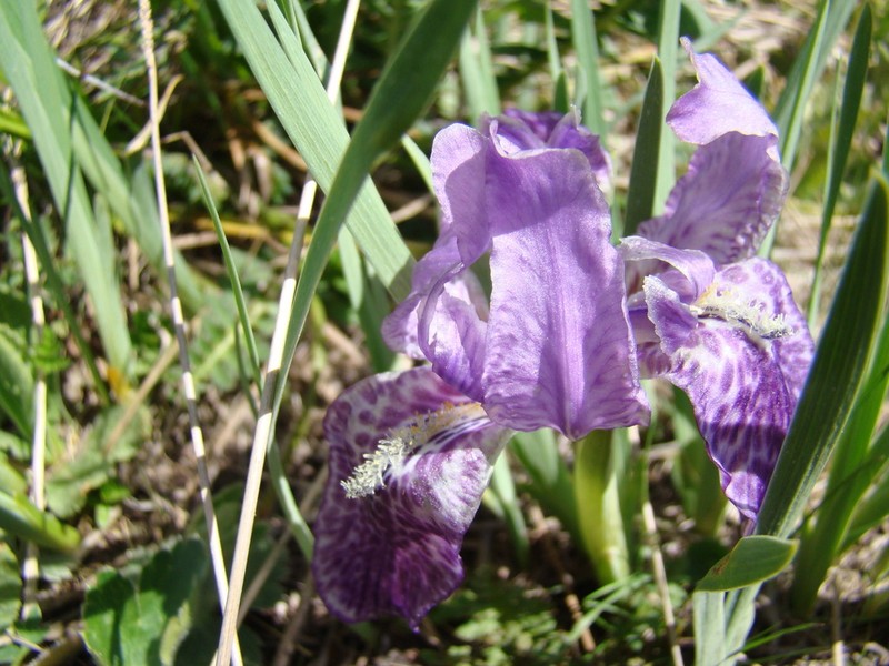 Iris kemaonensis photo 4