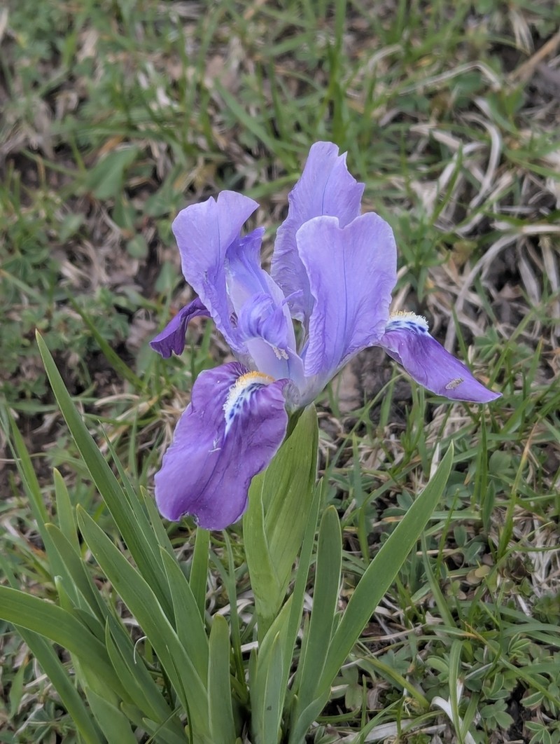 Iris kemaonensis photo 5