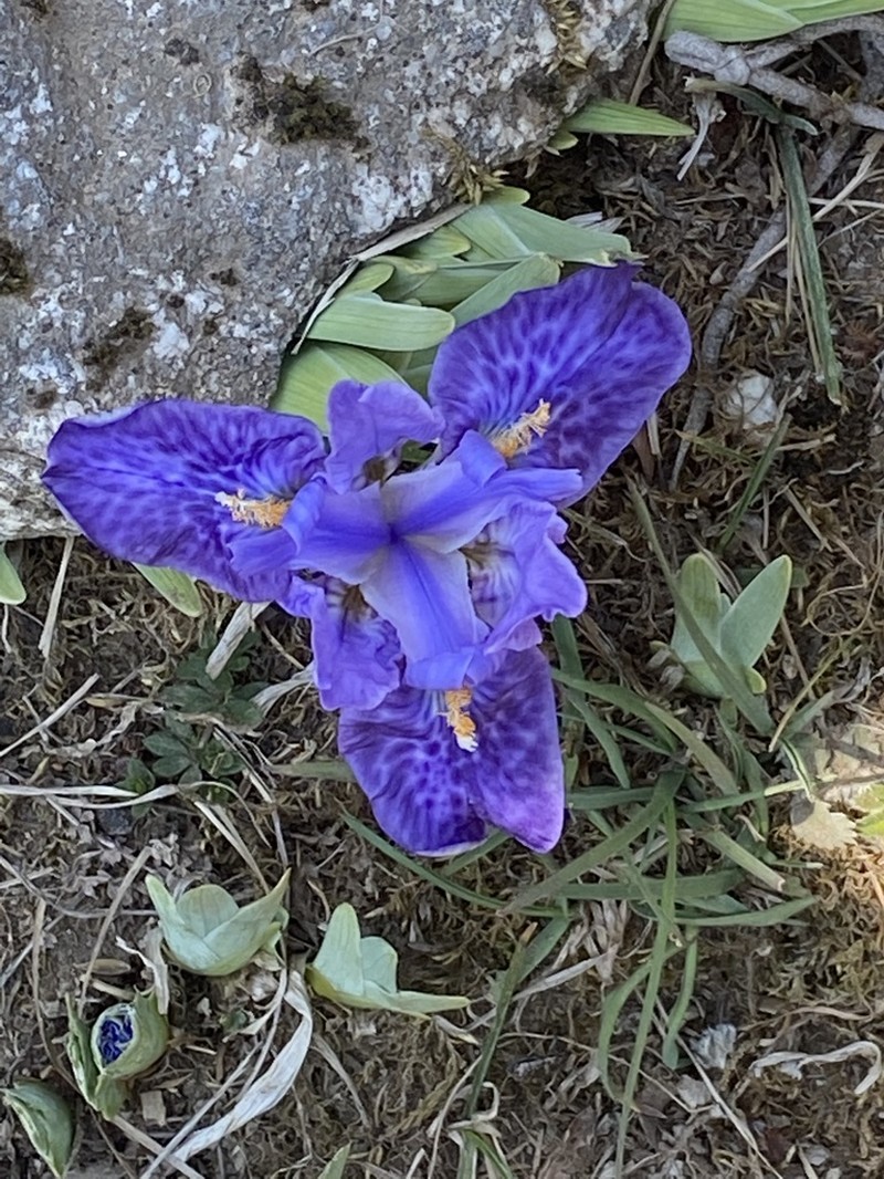 Iris kemaonensis photo 6