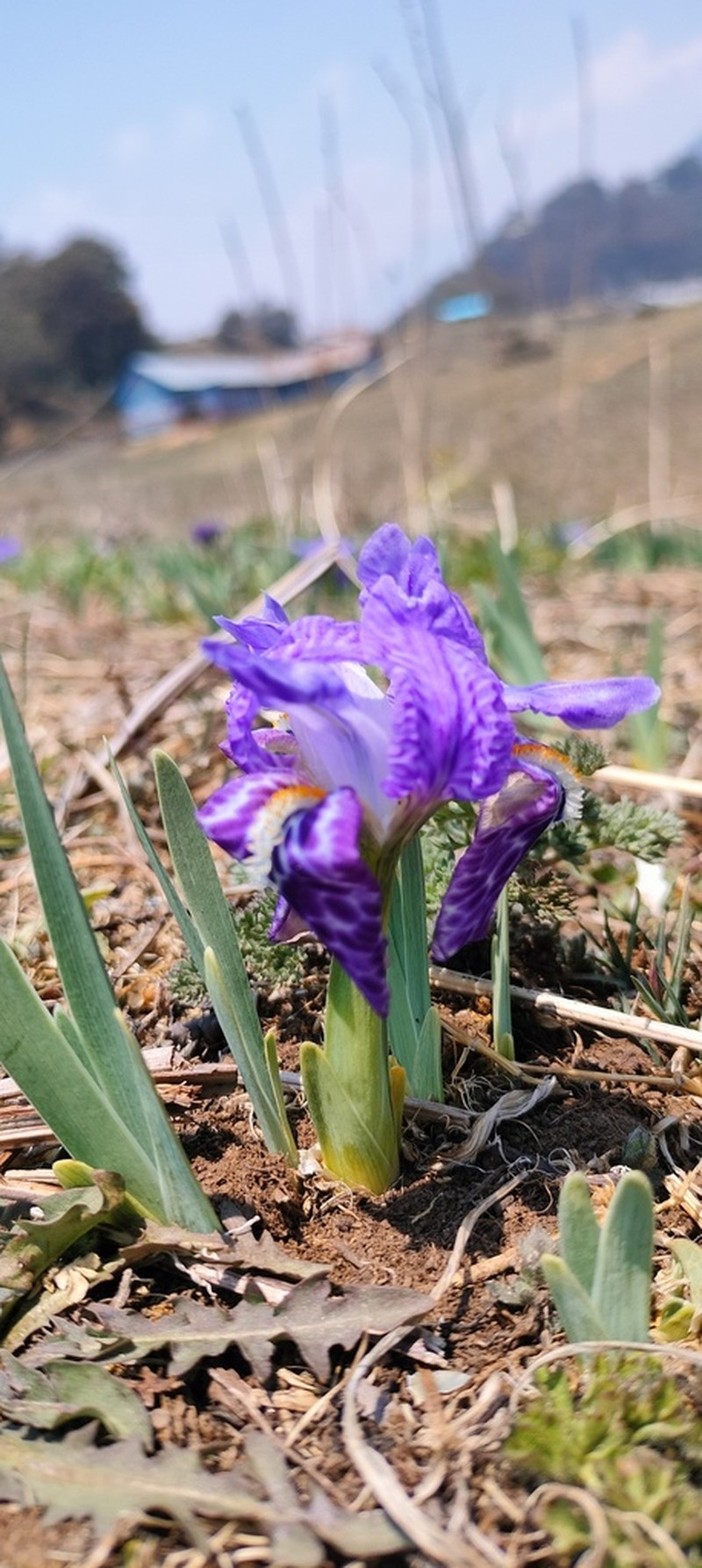 Iris kemaonensis photo 7