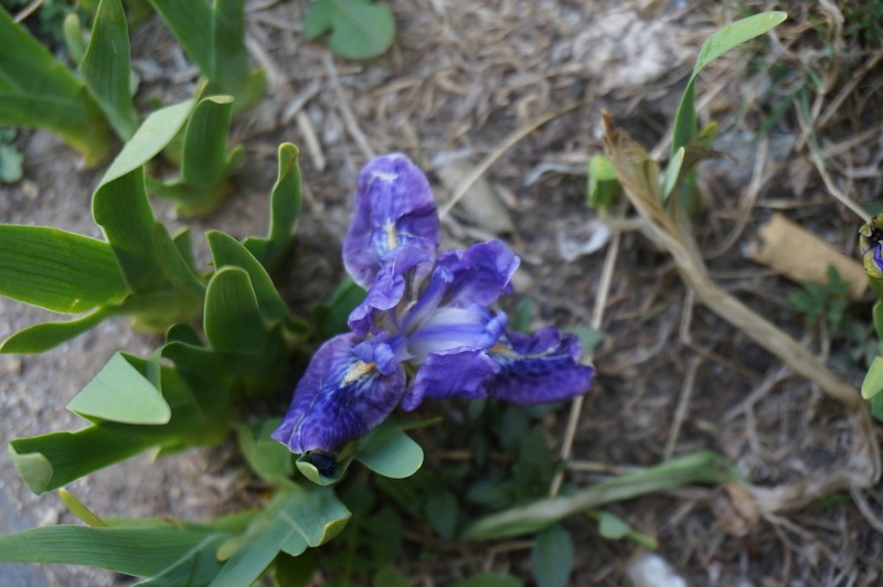 Iris kemaonensis photo 8