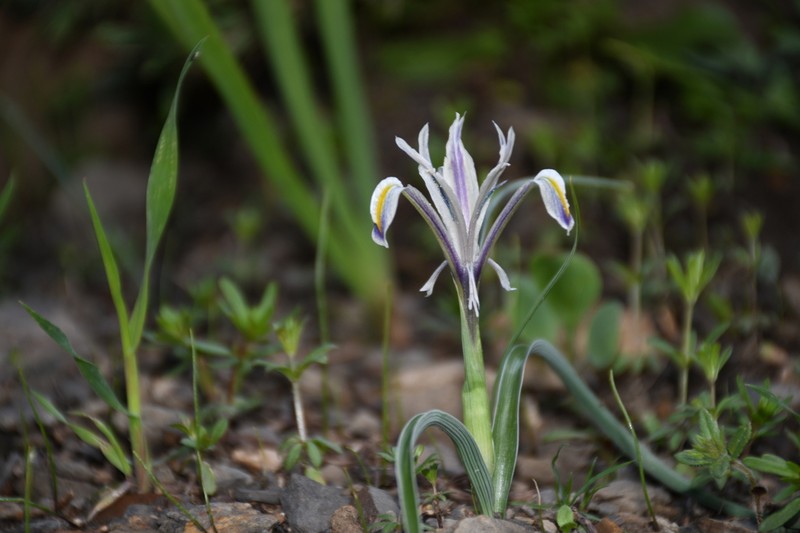 Iris khassanovii