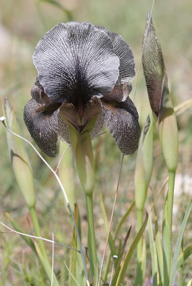 Iris kirkwoodiae
