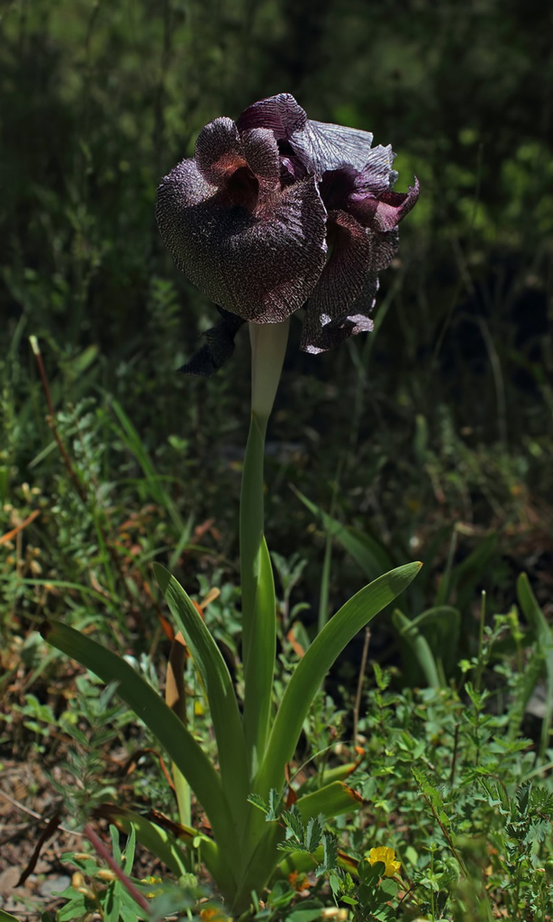 Iris kirkwoodiae photo 3
