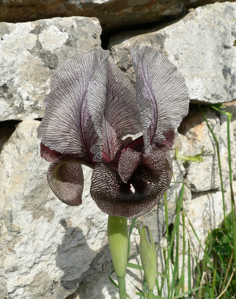 Iris kirkwoodiae photo 4