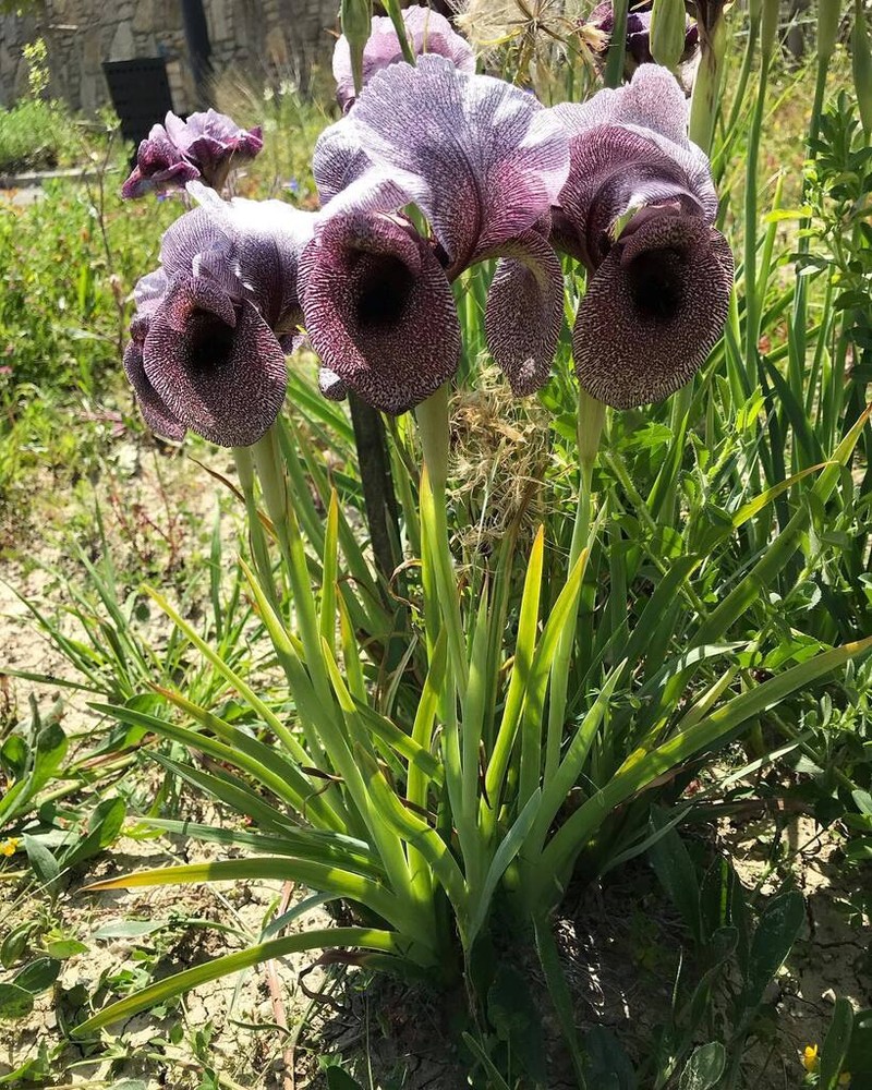 Iris kirkwoodiae photo 5