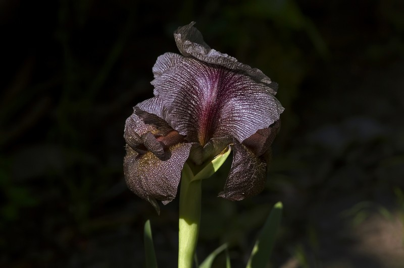 Iris kirkwoodiae photo 6