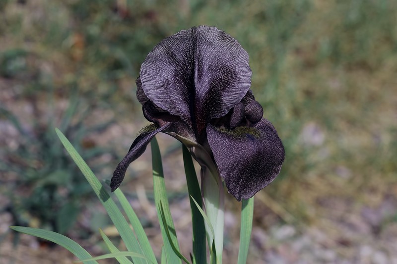 Iris kirkwoodiae photo 7