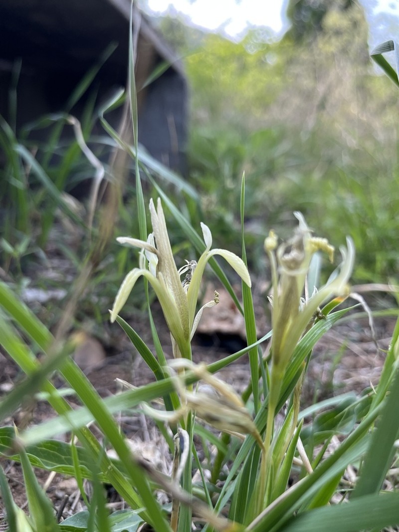 Iris kobayashii