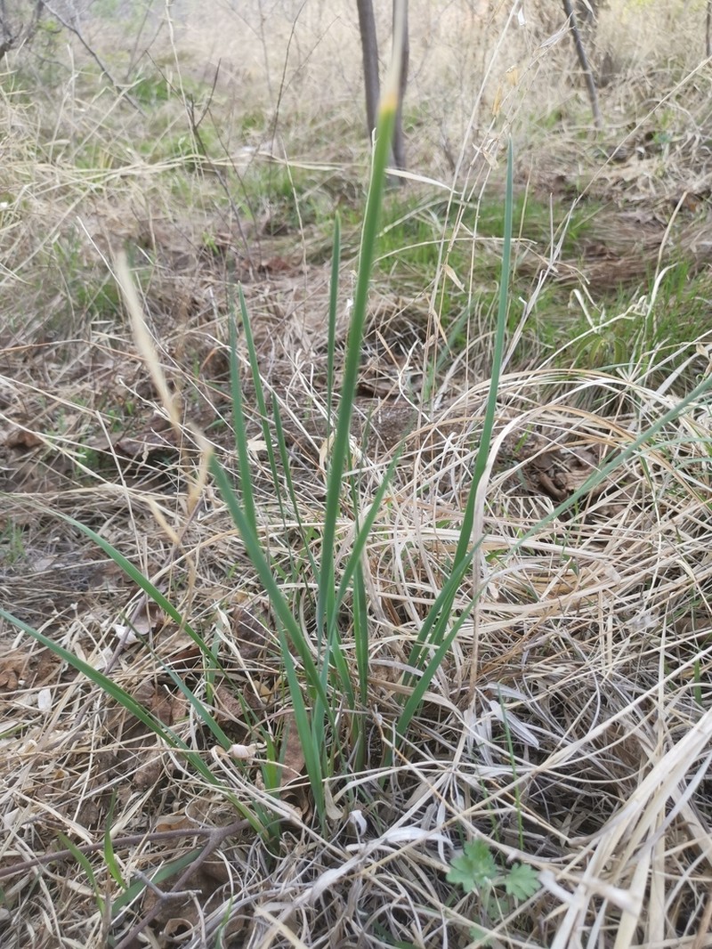 Iris kobayashii photo 3