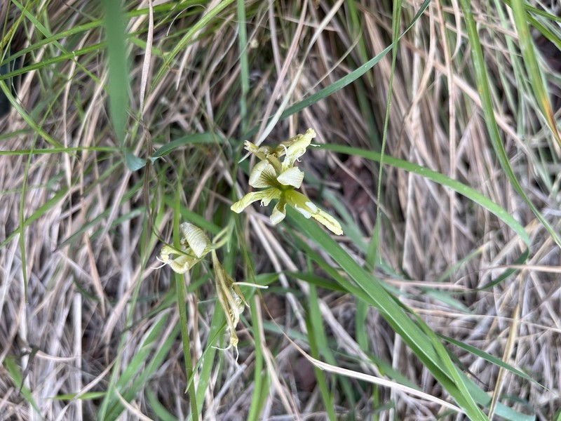 Iris kobayashii photo 4