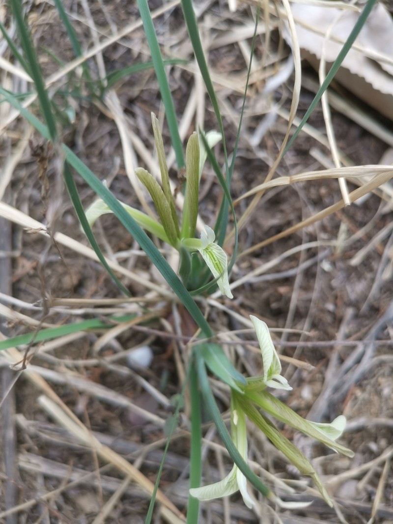 Iris kobayashii photo 5