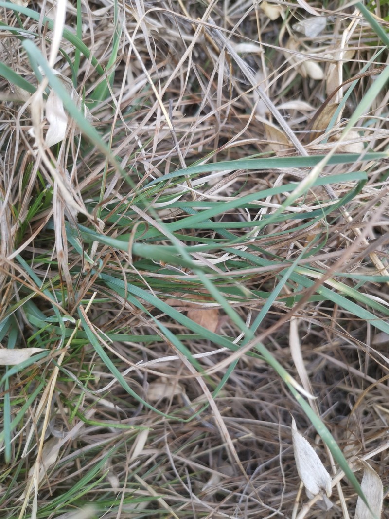 Iris kobayashii photo 8