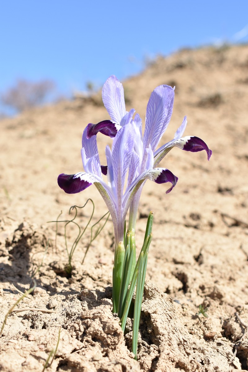 Iris kolpakowskiana