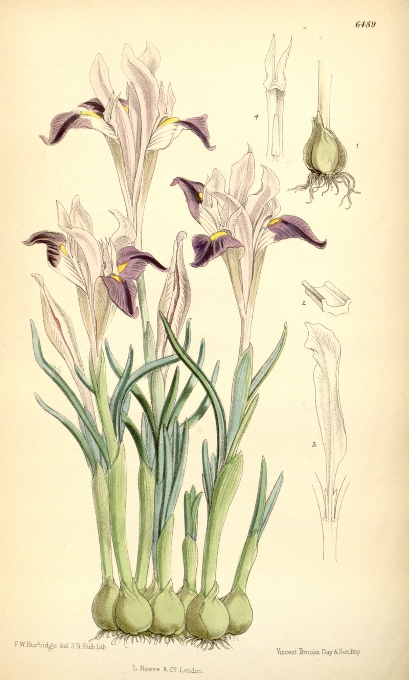Iris kolpakowskiana photo 2