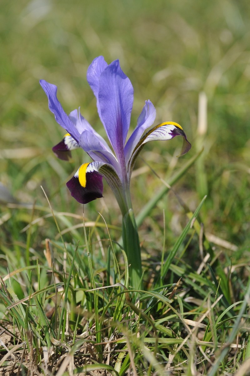 Iris kolpakowskiana photo 3